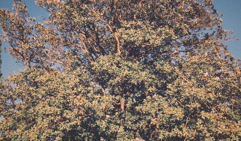 Thumbnail for RITES ET RACINES